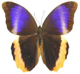 Yellow-edged Giant Owl Butterfly
