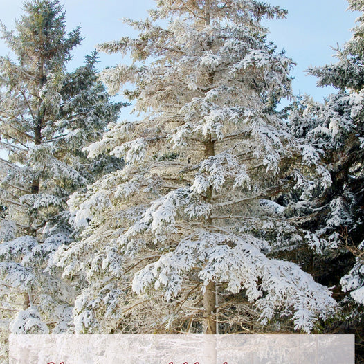 Seasonal Kindness & Mindfulness