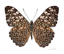 Variable Cracker Butterfly