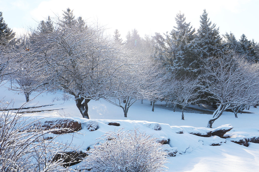 February Light in the Gardens of Hope