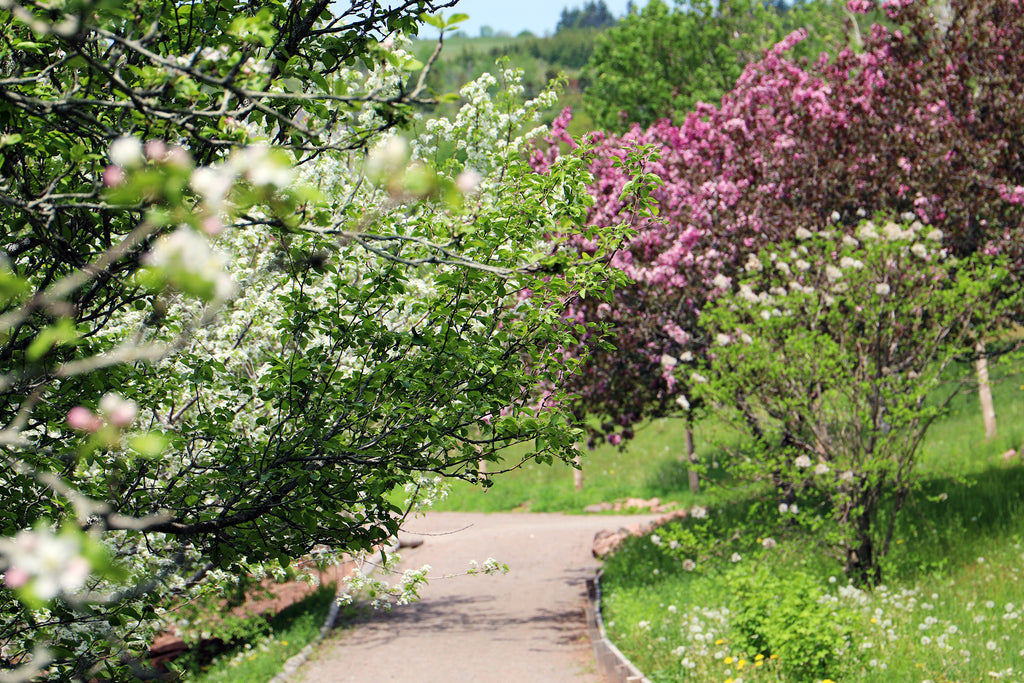 June Blooms in the Gardens of Hope