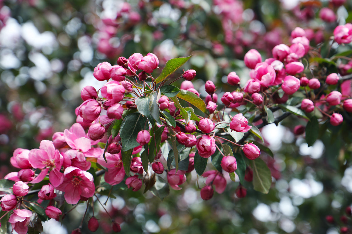 May Colours in the Gardens