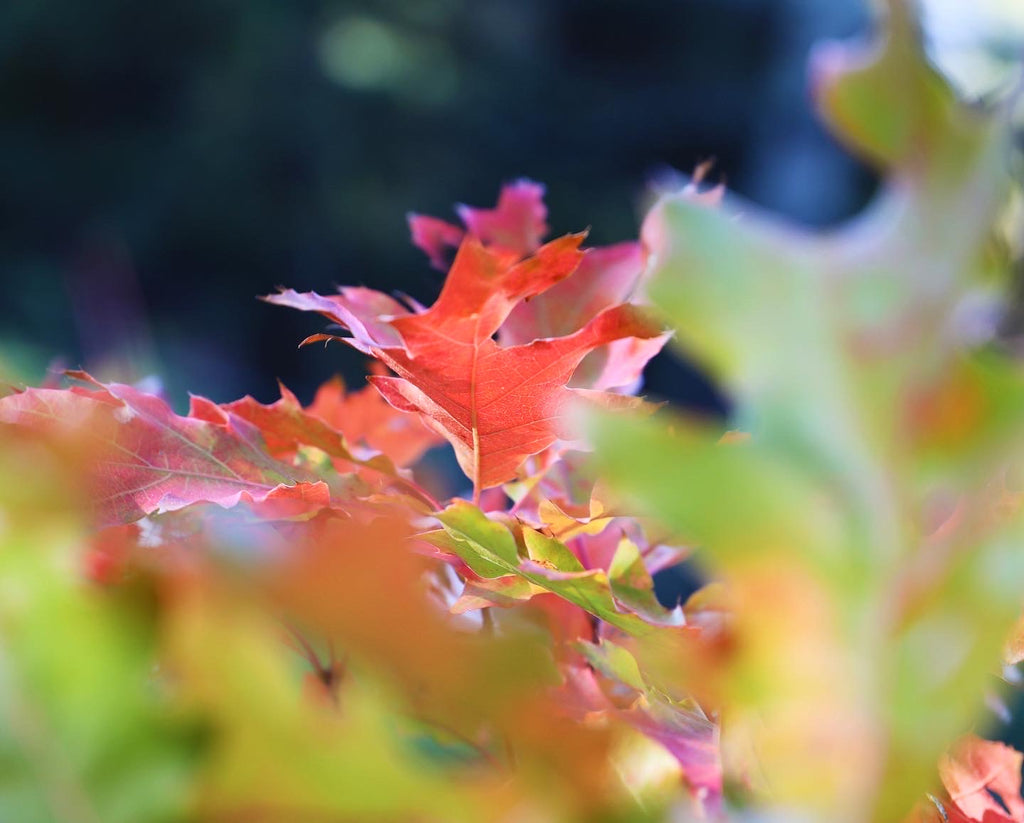 Lovely October in the Gardens of Hope
