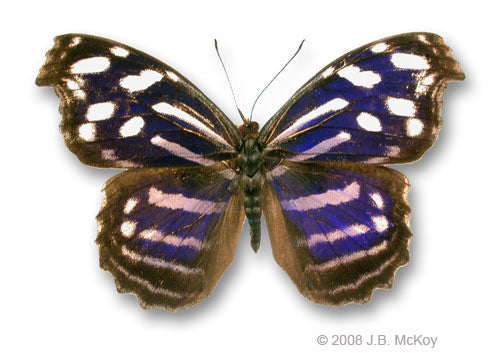 Blue Wave Butterfly