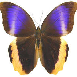 Yellow-edged Giant Owl Butterfly