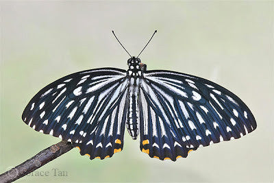 Common Mime Butterfly