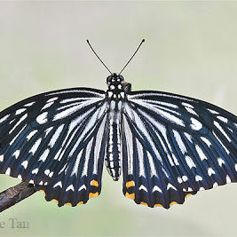 Common Mime Butterfly