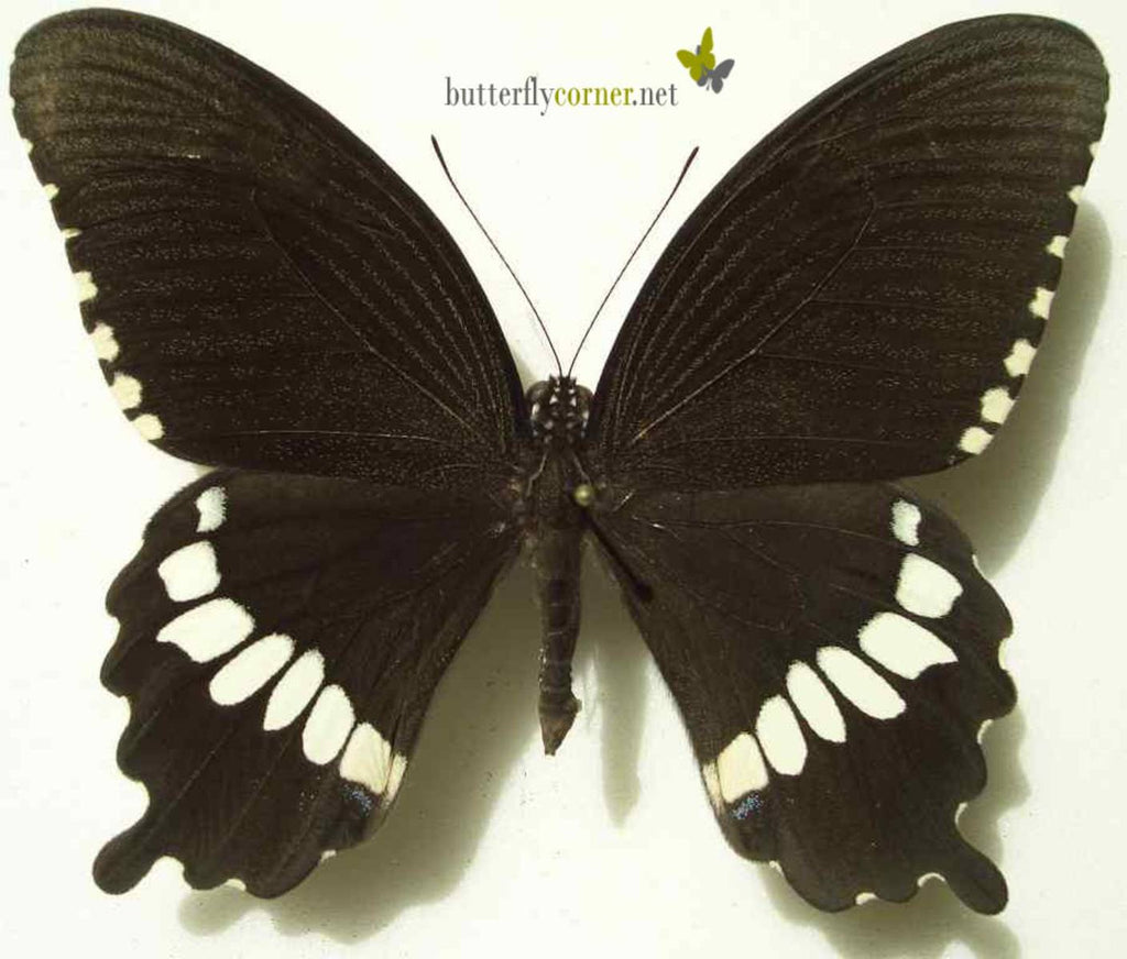 Common Mormon Butterfly