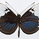 Cydno Longwing Butterfly