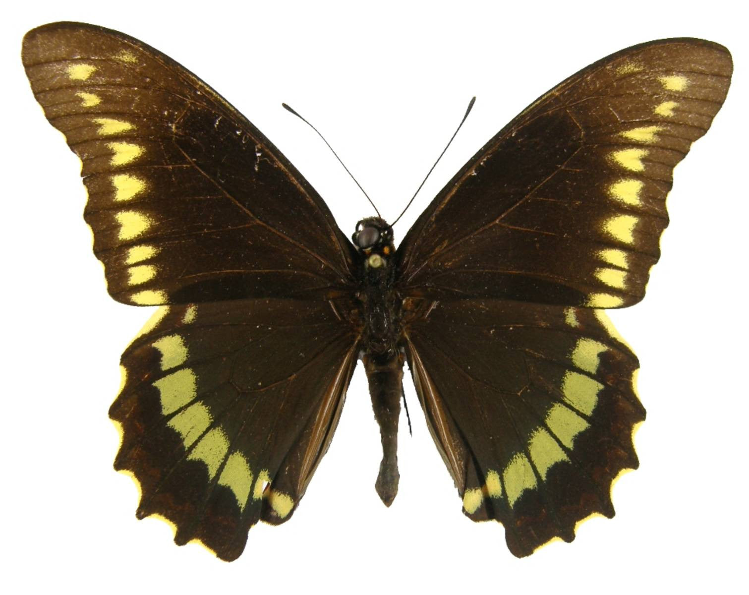 Gold Rim Swallowtail Butterfly