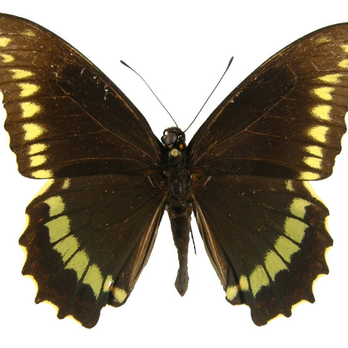 Gold Rim Swallowtail Butterfly
