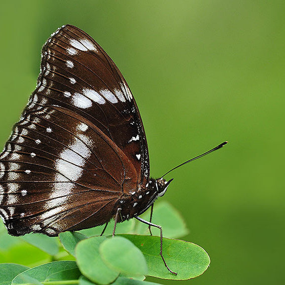 The Great Eggfly Butterfly