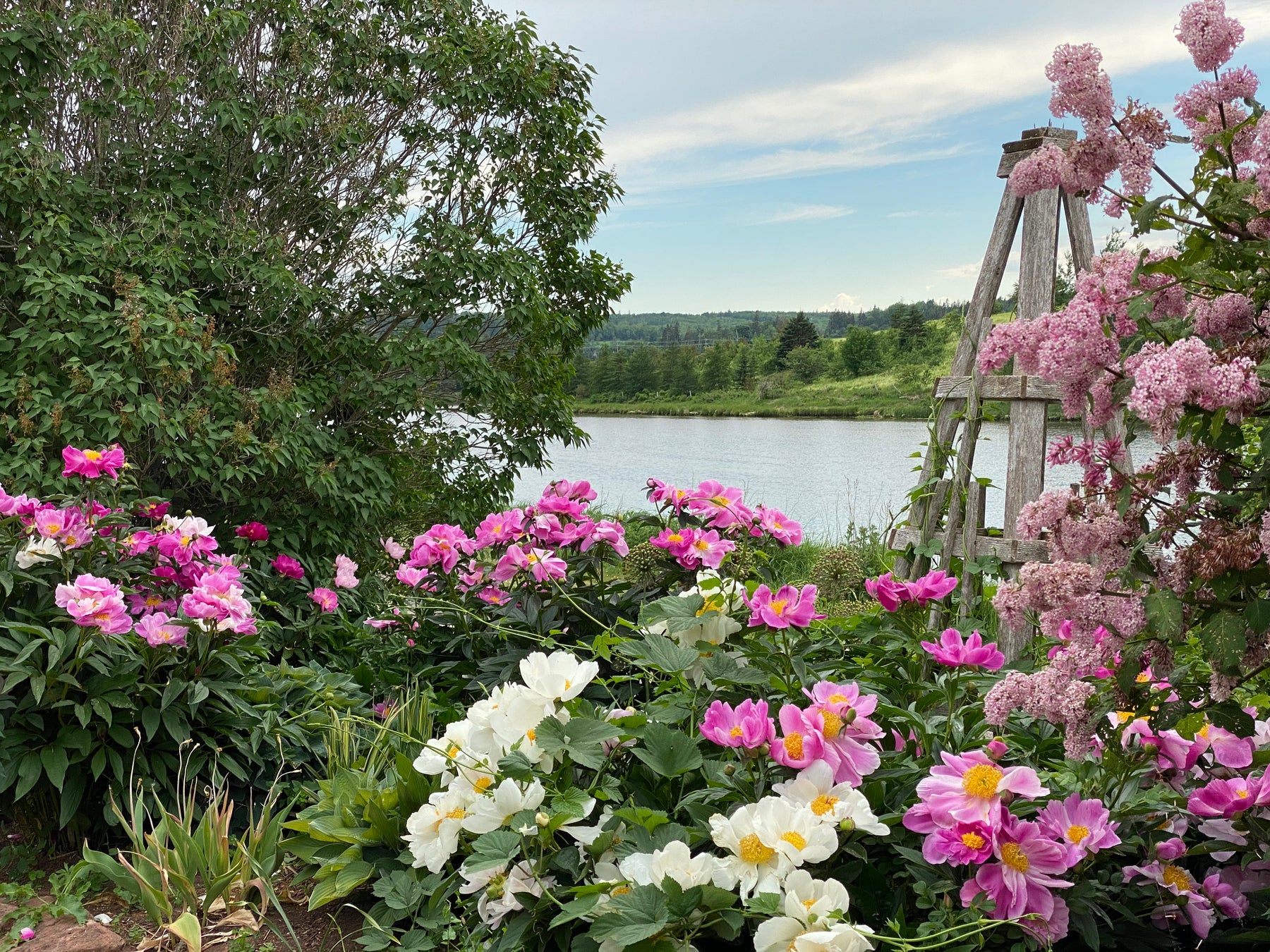 Ode to Gardening, How to Get Peace of Mind, Streaking Strikes Again