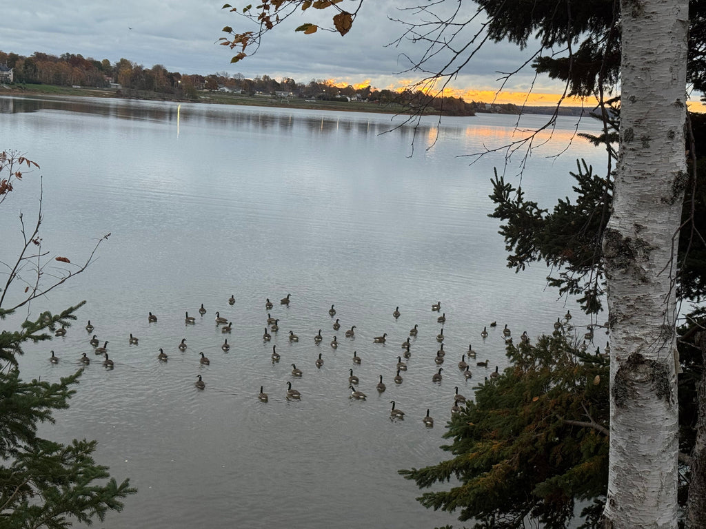 Soft Season, Steady Heart