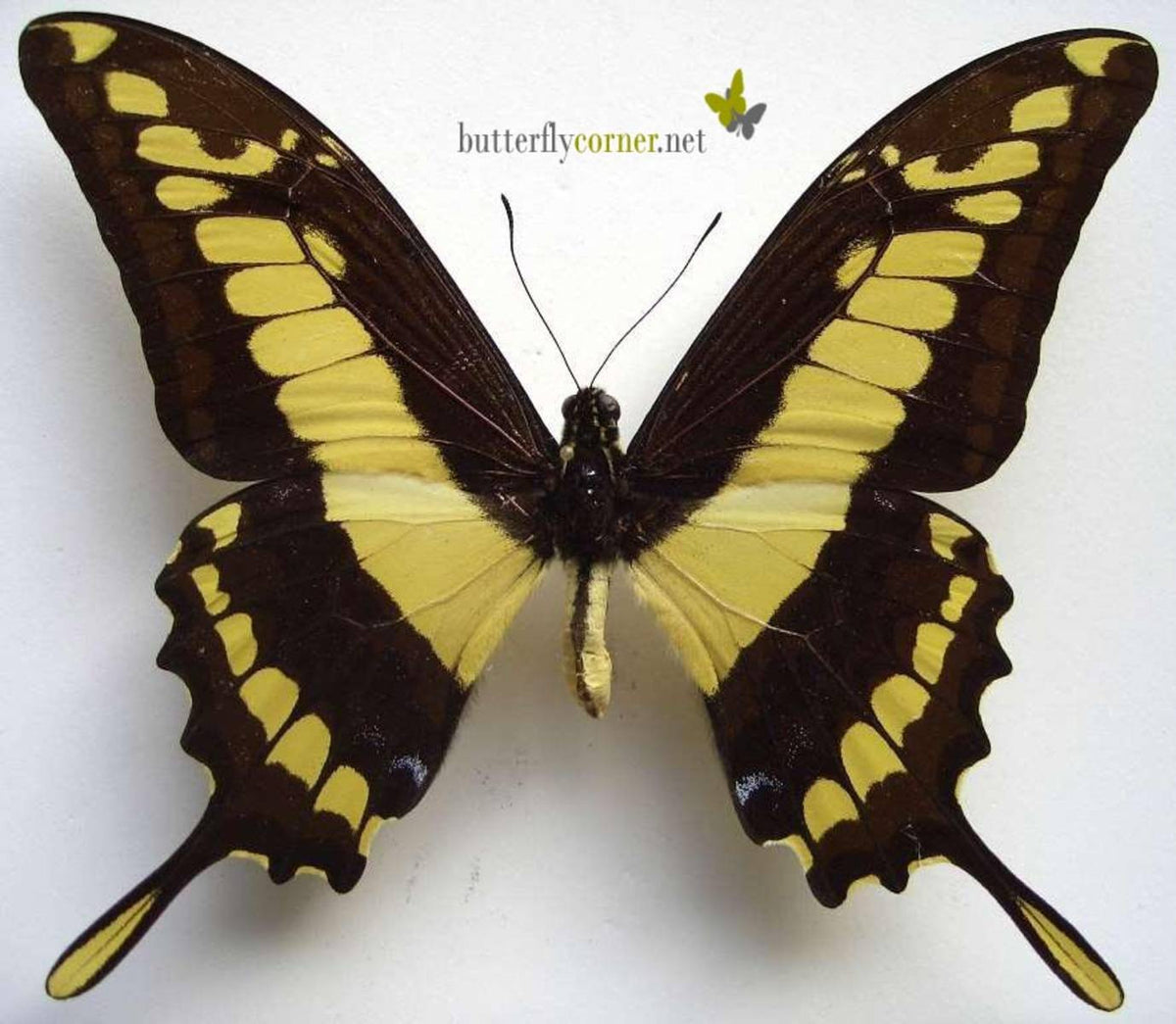 King Swallowtail Butterfly