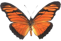 Silver-Spotted Flambeau Butterfly
