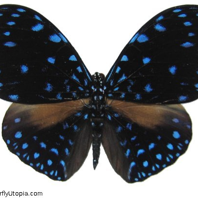 Starry Night Cracker Butterfly