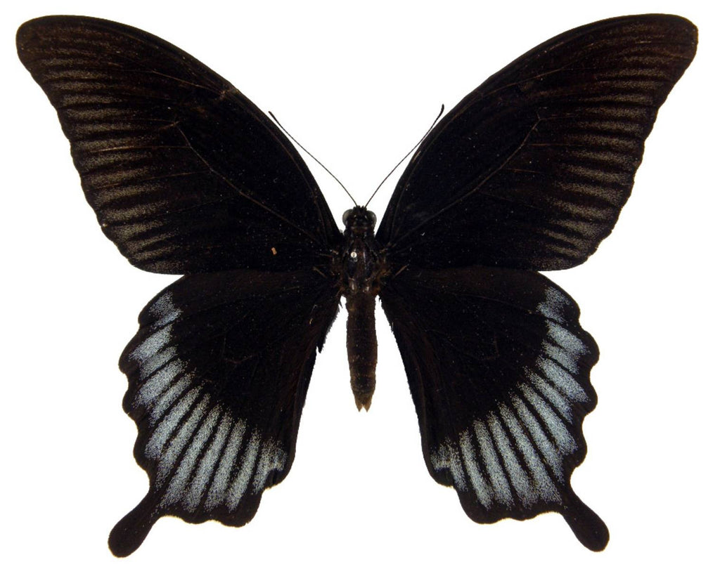 The Great Yellow Mormon Butterfly