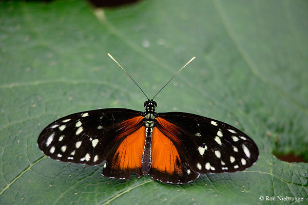 Tiger Longwing Butterfly