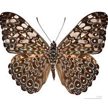Variable Cracker Butterfly