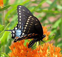 Black Swallowtail Butterfly