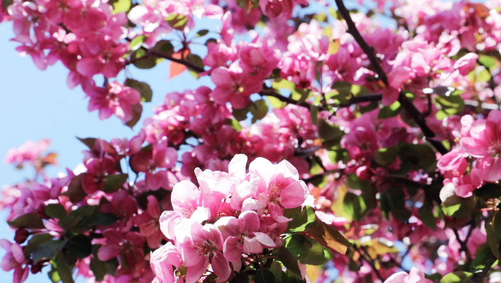 Welcoming June in the Gardens