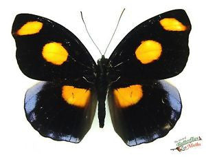 Blue-frosted Banner Butterfly