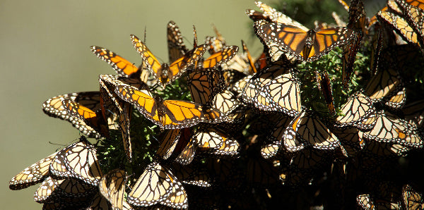 Butterflies, Napkins and Hurricane Irma