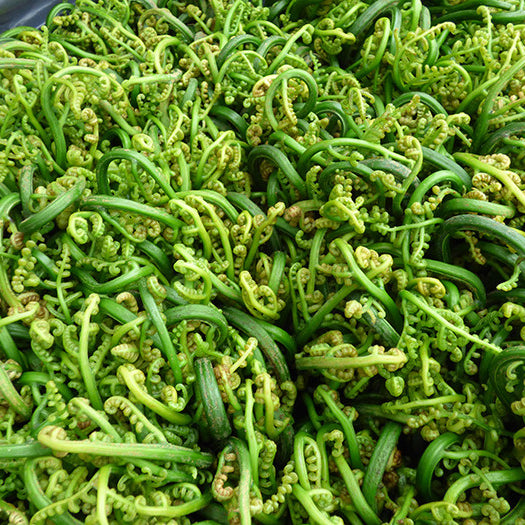 Ode to Fiddleheads