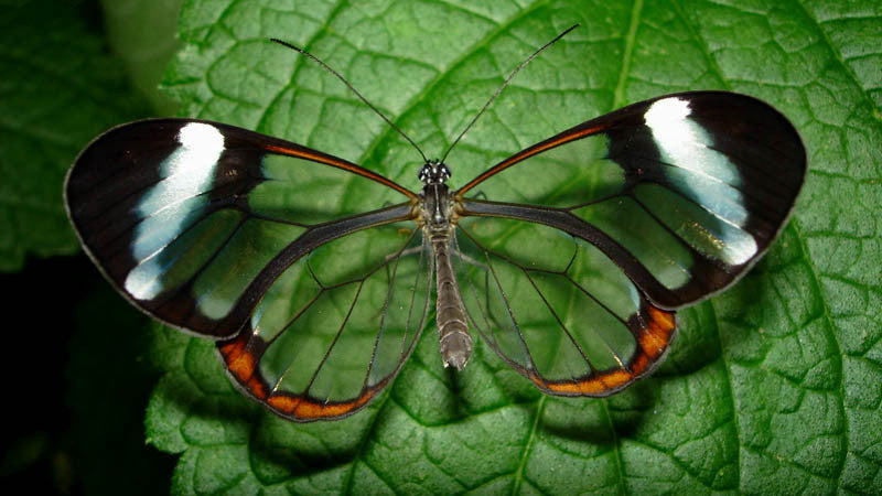 Glasswinged Butterfly