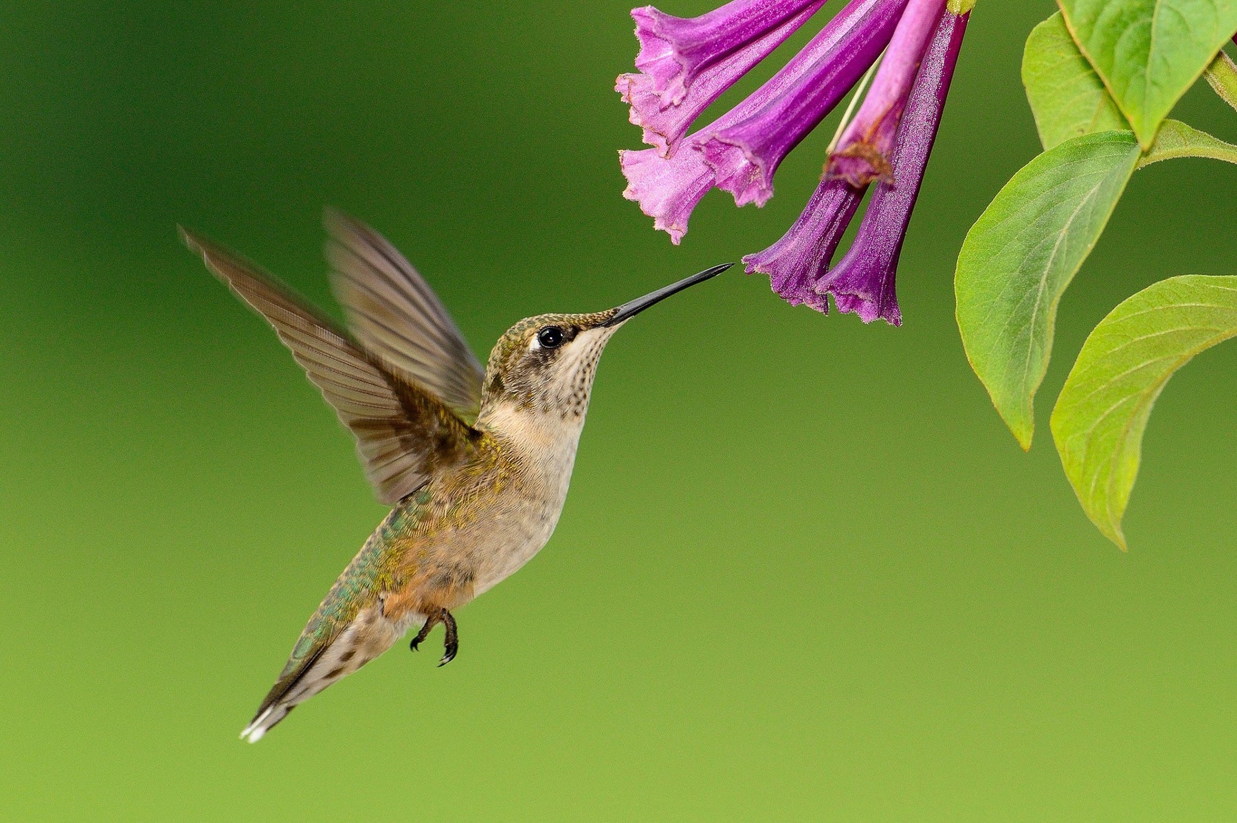 Hummingbird Season is upon us!