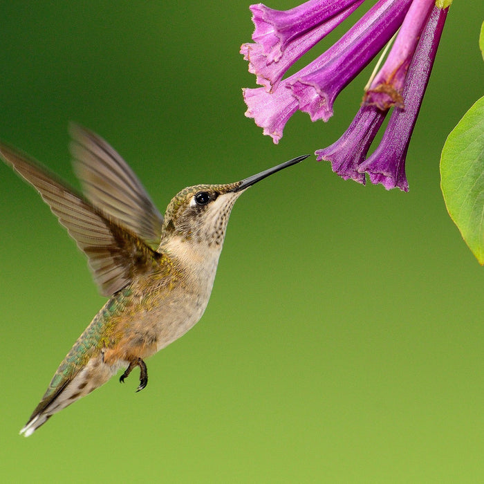Hummingbird Season is upon us!