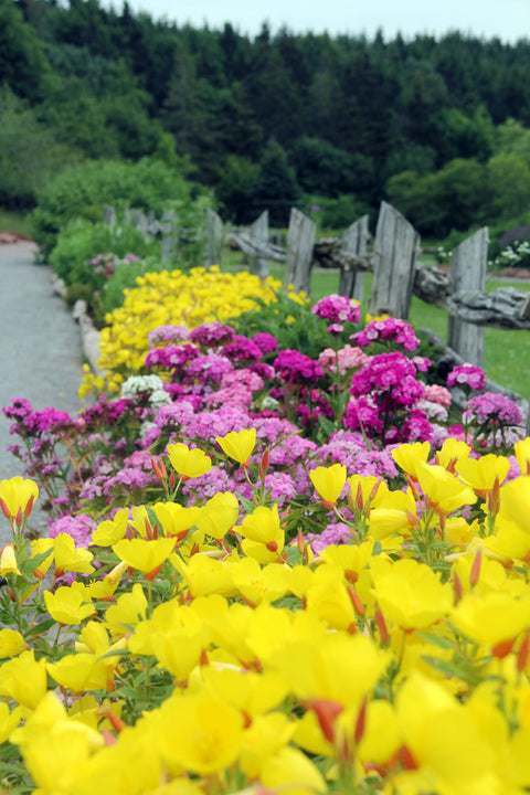 July in the Gardens of Hope