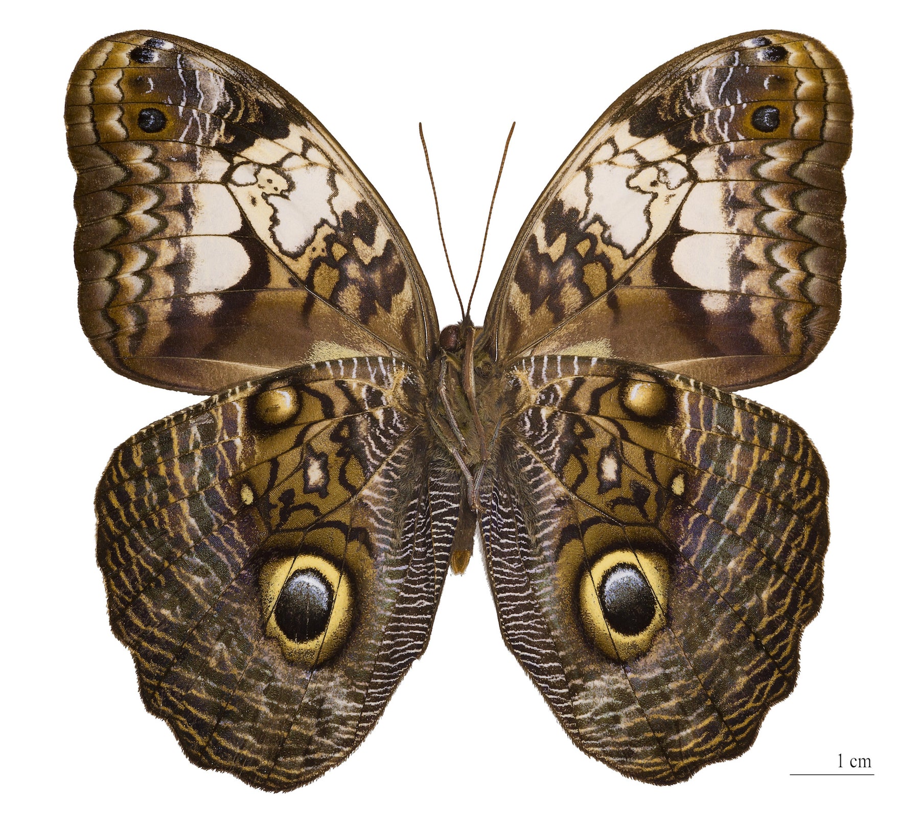 The Owl Butterfly