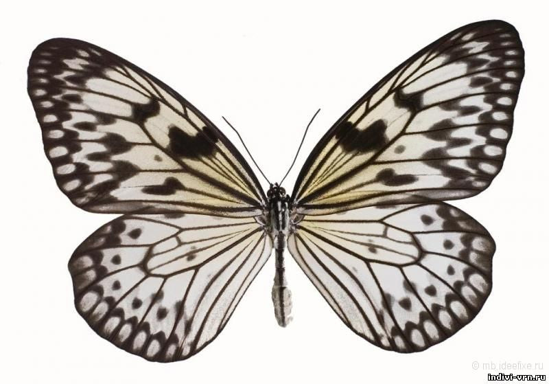 Paper Kite Butterfly