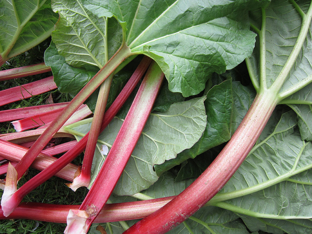 Oh, Rhubarb, Oh Rhubarb...how I love thee!