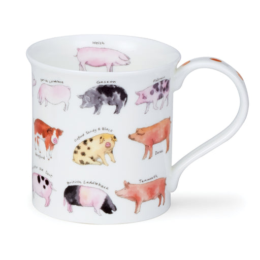 Dunoon Mug, Bute, Animal Breeds, Pig 